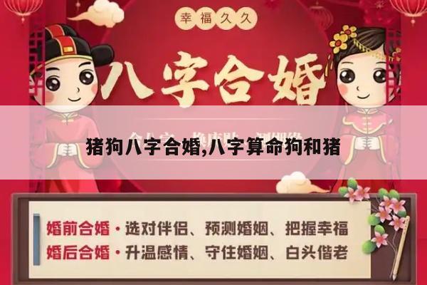 猪狗八字合婚,八字算命狗和猪